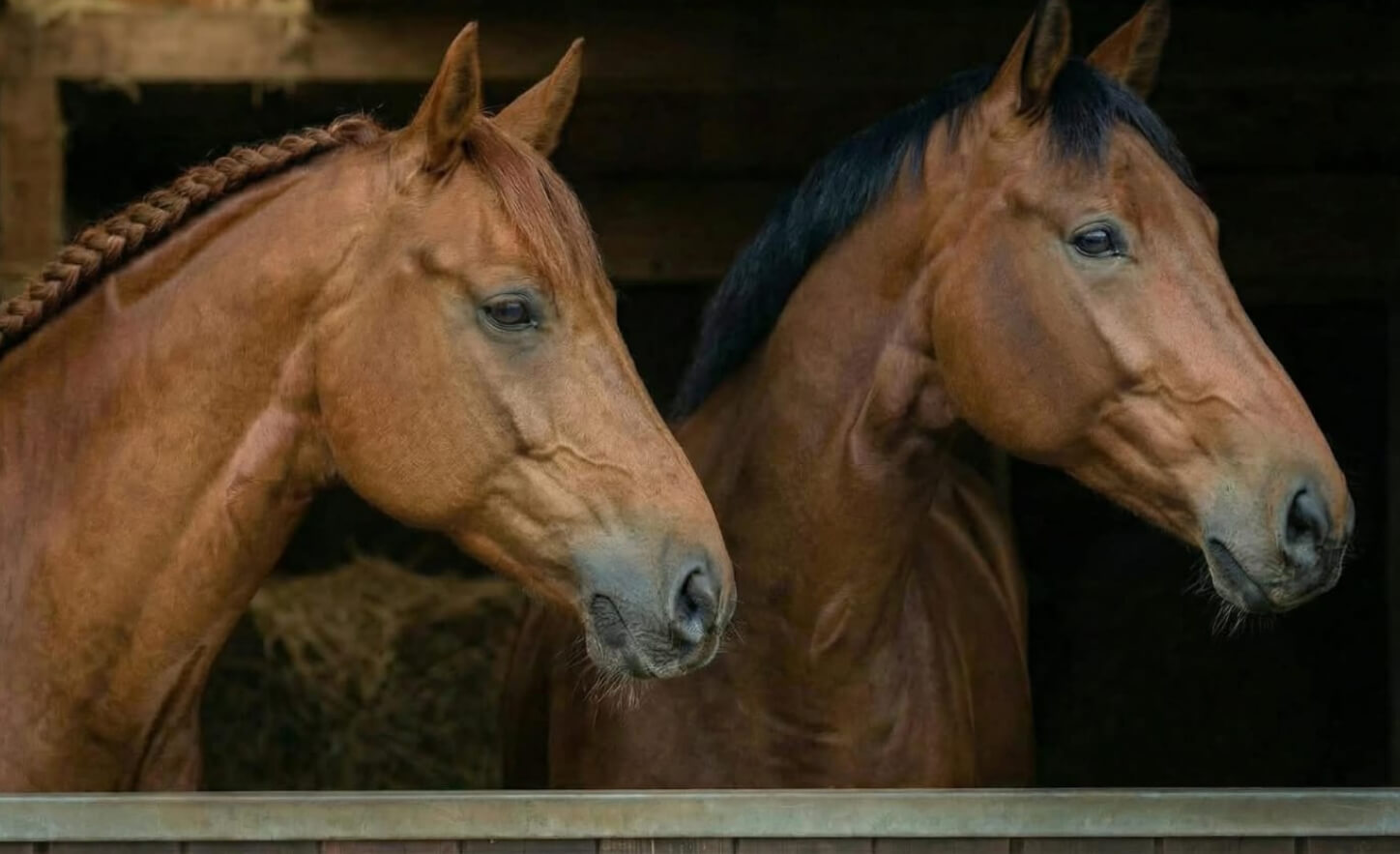 equine-banner