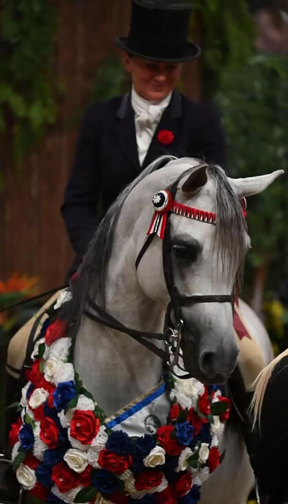equine-ghaali